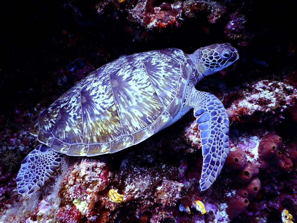 Aquarium turtle