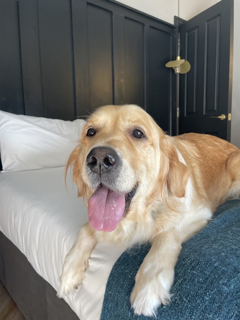 A Dog’s Guide to St Anne’s